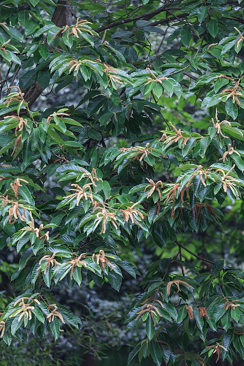 Chinese chestnut: 板栗,杭州植物园