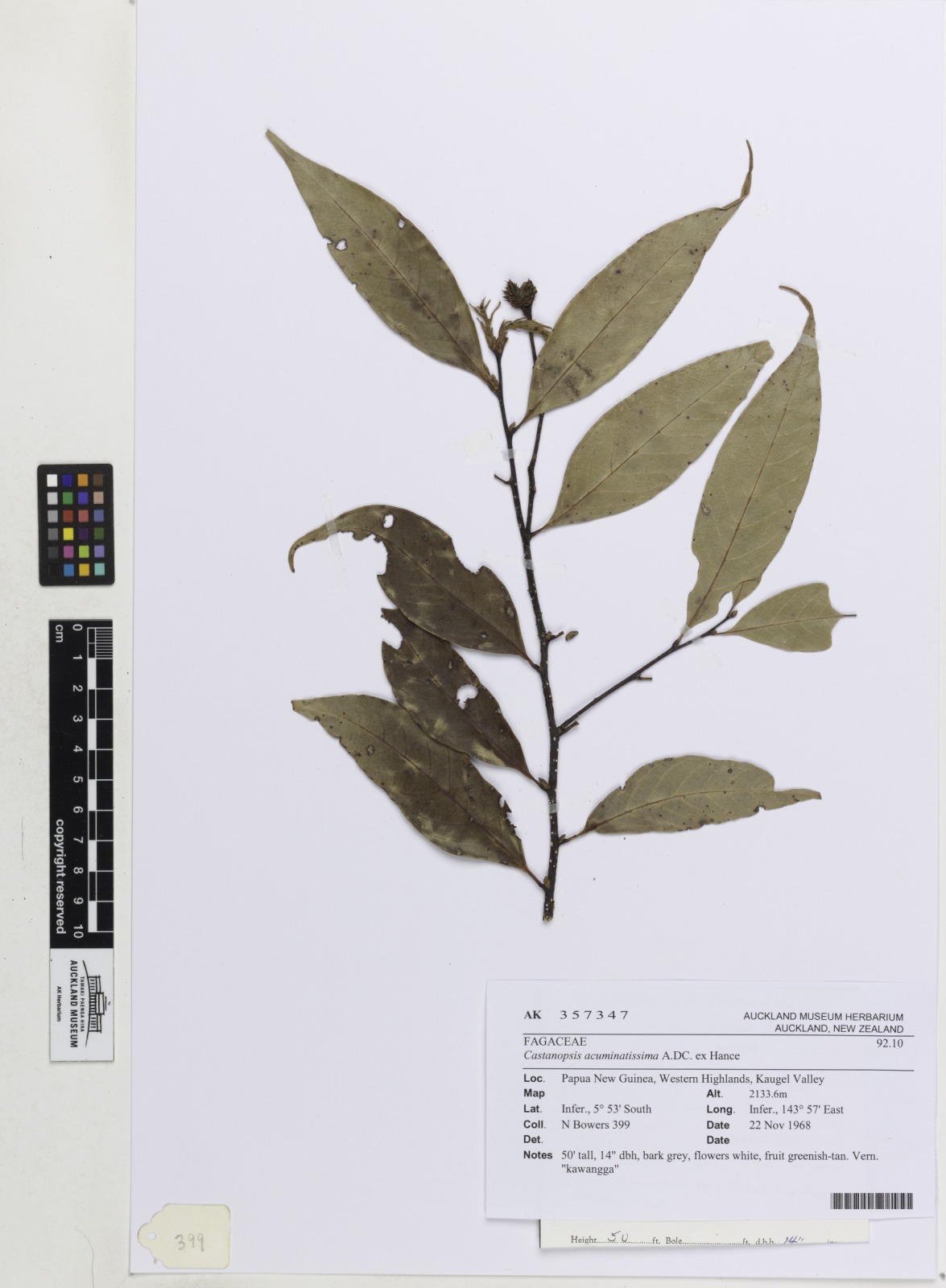Castanopsis acuminatissima (Castanopsis acuminatissima)
