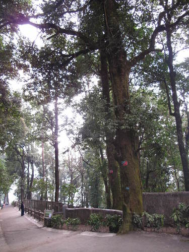 Patle katus (Castanopsis hystrix)