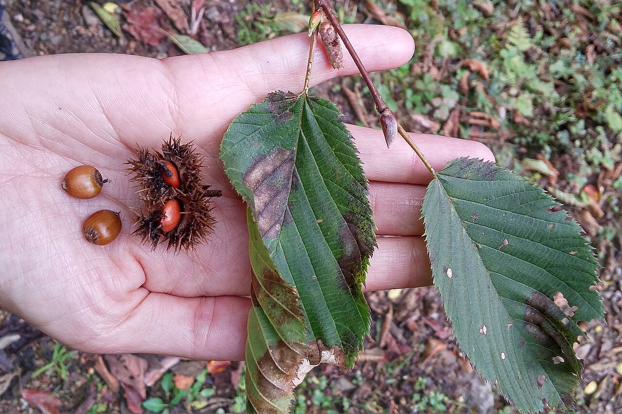 Patle katus: China: Yunnan, Baimaxueshan Nature Reserve, 7 km NW of Tacheng, 3150 m