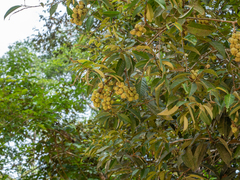 Castanopsis inermis (Castanopsis inermis)