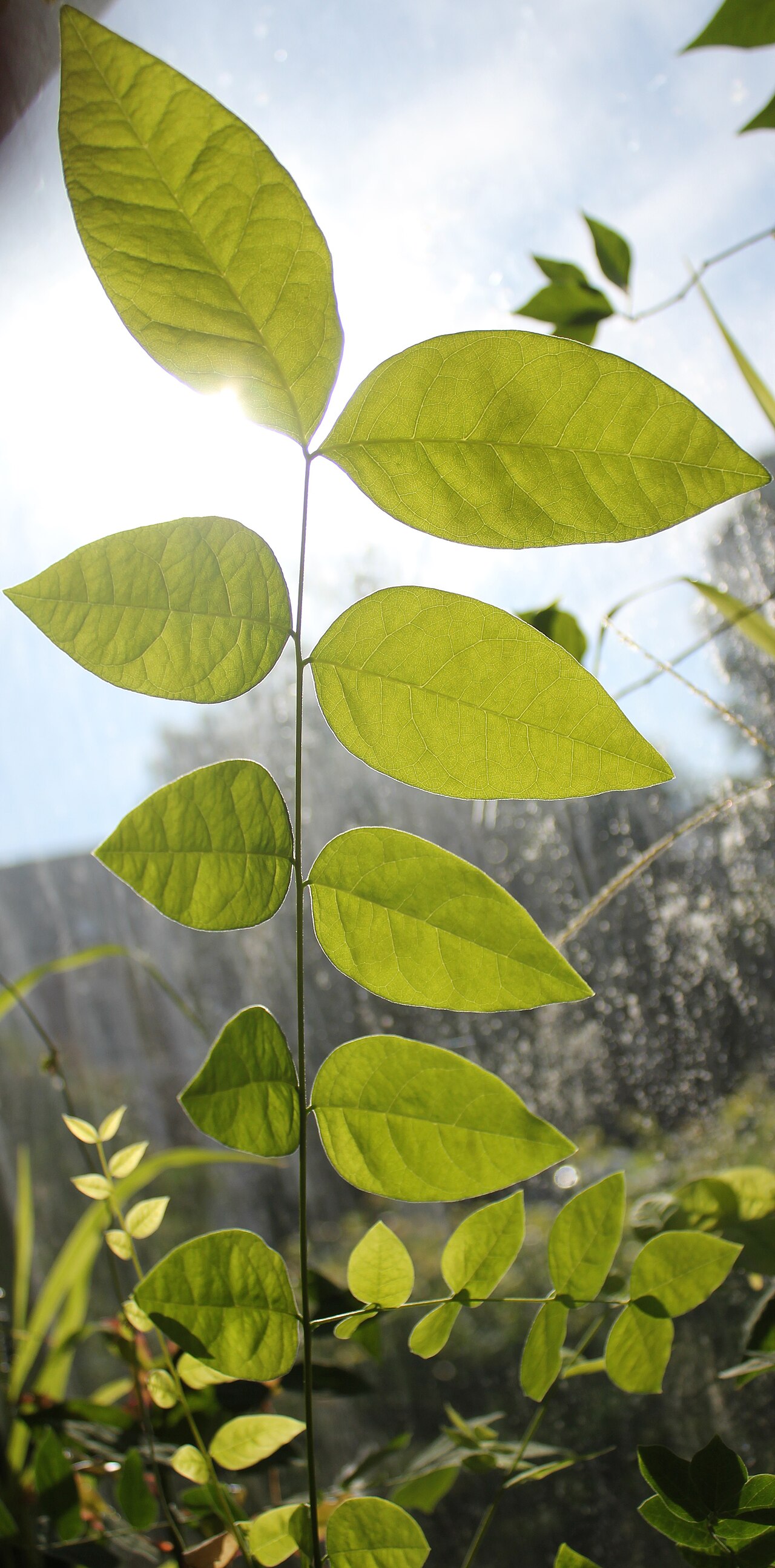 Castanopsis inermis: Castanopsis inermis, branch of juvenile plant.