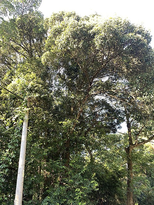 Castanopsis kawakamii: Photo of Castanopsis kawakamii uploaded from iNaturalist .