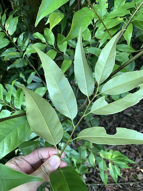 Castanopsis kawakamii: Castanopsis kawakamii in Taiwan
