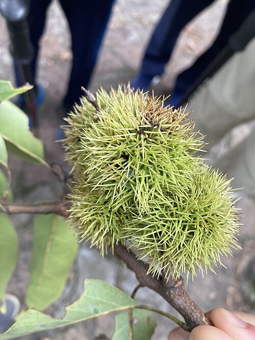 Castanopsis kawakamii: Castanopsis kawakamii in Taiwan