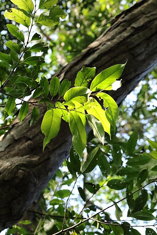 Castanopsis kawakamii: Castanopsis kawakamii in Hong Kong