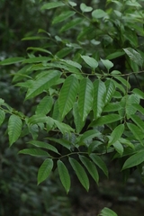Castanopsis lamontii (Castanopsis lamontii)
