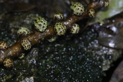 Castanopsis lamontii (Castanopsis lamontii)