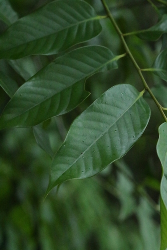 Castanopsis lamontii (Castanopsis lamontii)