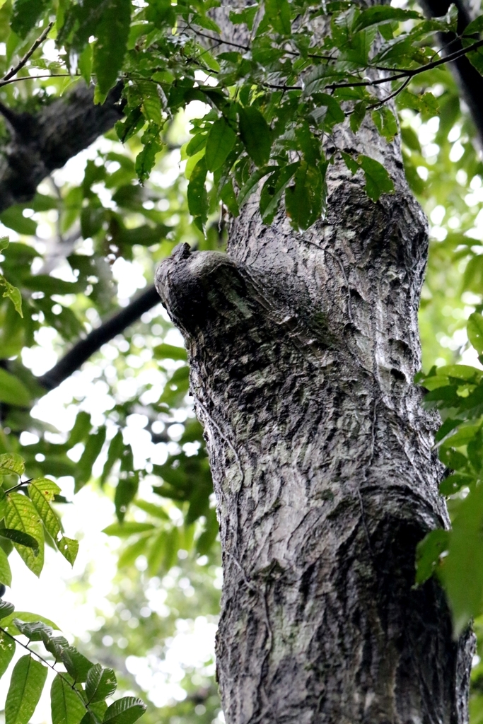 Castanopsis lamontii (Castanopsis lamontii)