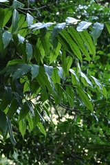 Castanopsis lamontii (Castanopsis lamontii)