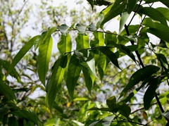 Castanopsis lamontii (Castanopsis lamontii)