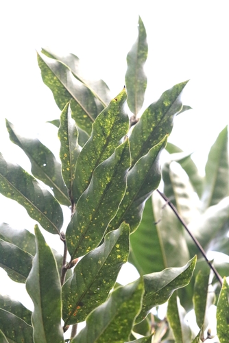 Castanopsis lamontii (Castanopsis lamontii)