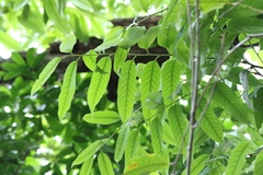 Castanopsis lamontii (Castanopsis lamontii)