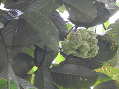 Castanopsis lucida (Castanopsis lucida)