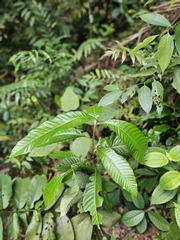 Castanopsis lucida (Castanopsis lucida)