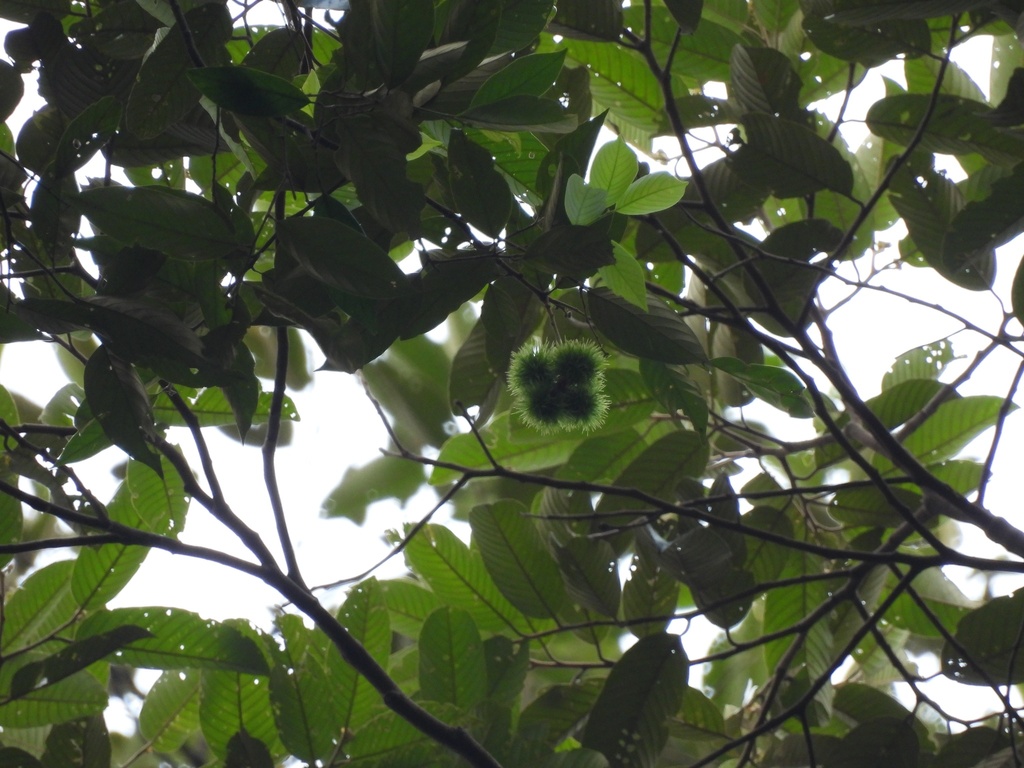 Castanopsis malaccensis (Castanopsis malaccensis)