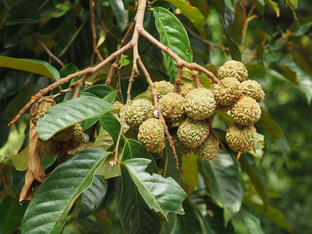 Castanopsis nephelioides (Castanopsis nephelioides)