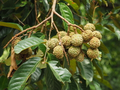 Castanopsis nephelioides (Castanopsis nephelioides)