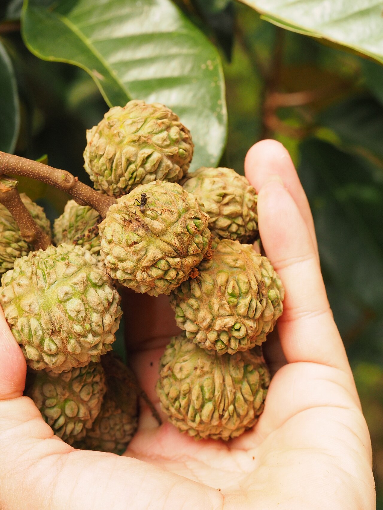 Castanopsis nephelioides: Castanopsis nephelioides in Malaysia