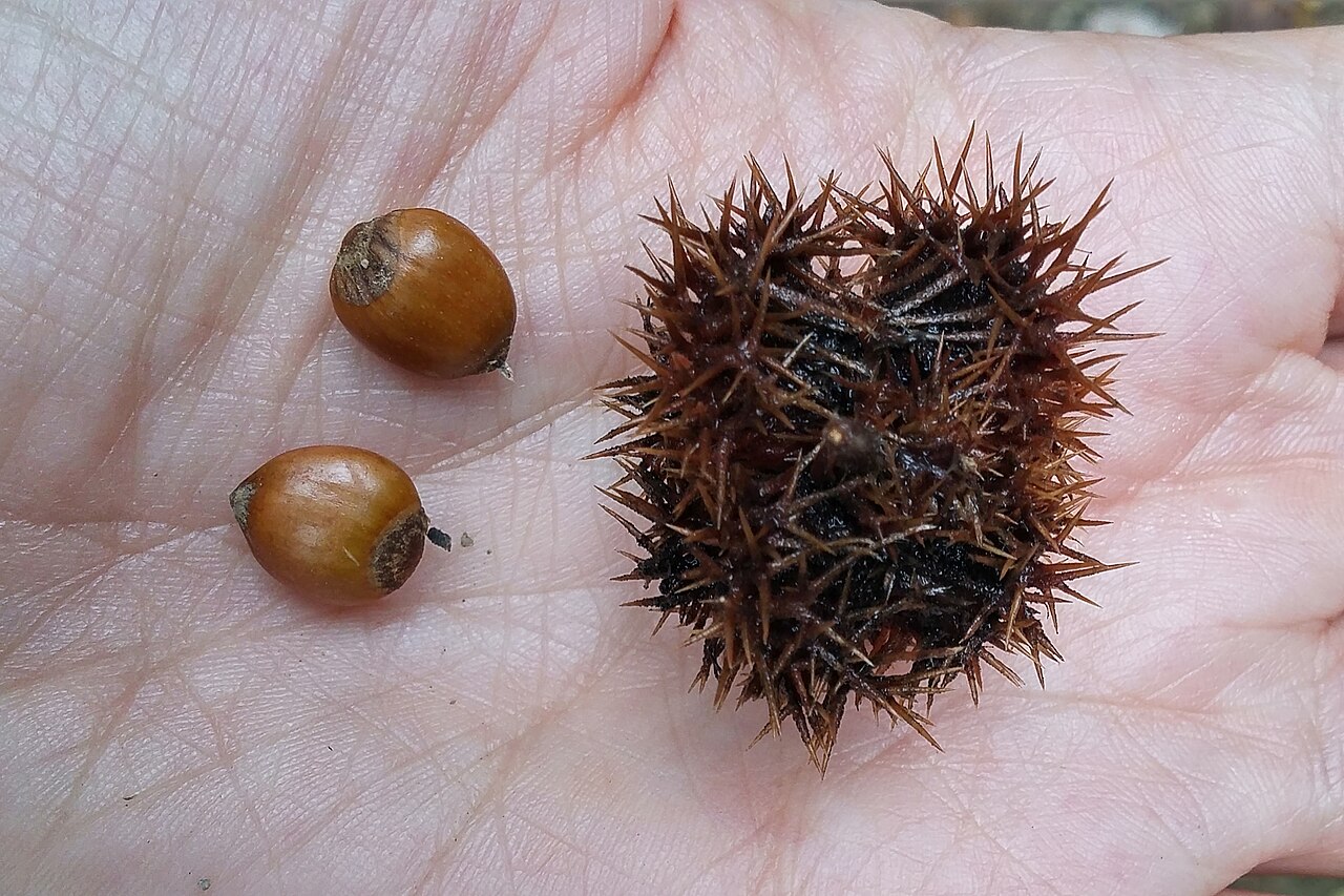 Castanopsis purpurella: China: Yunnan, Baimaxueshan Nature Reserve, 7 km NW of Tacheng, 3150 m