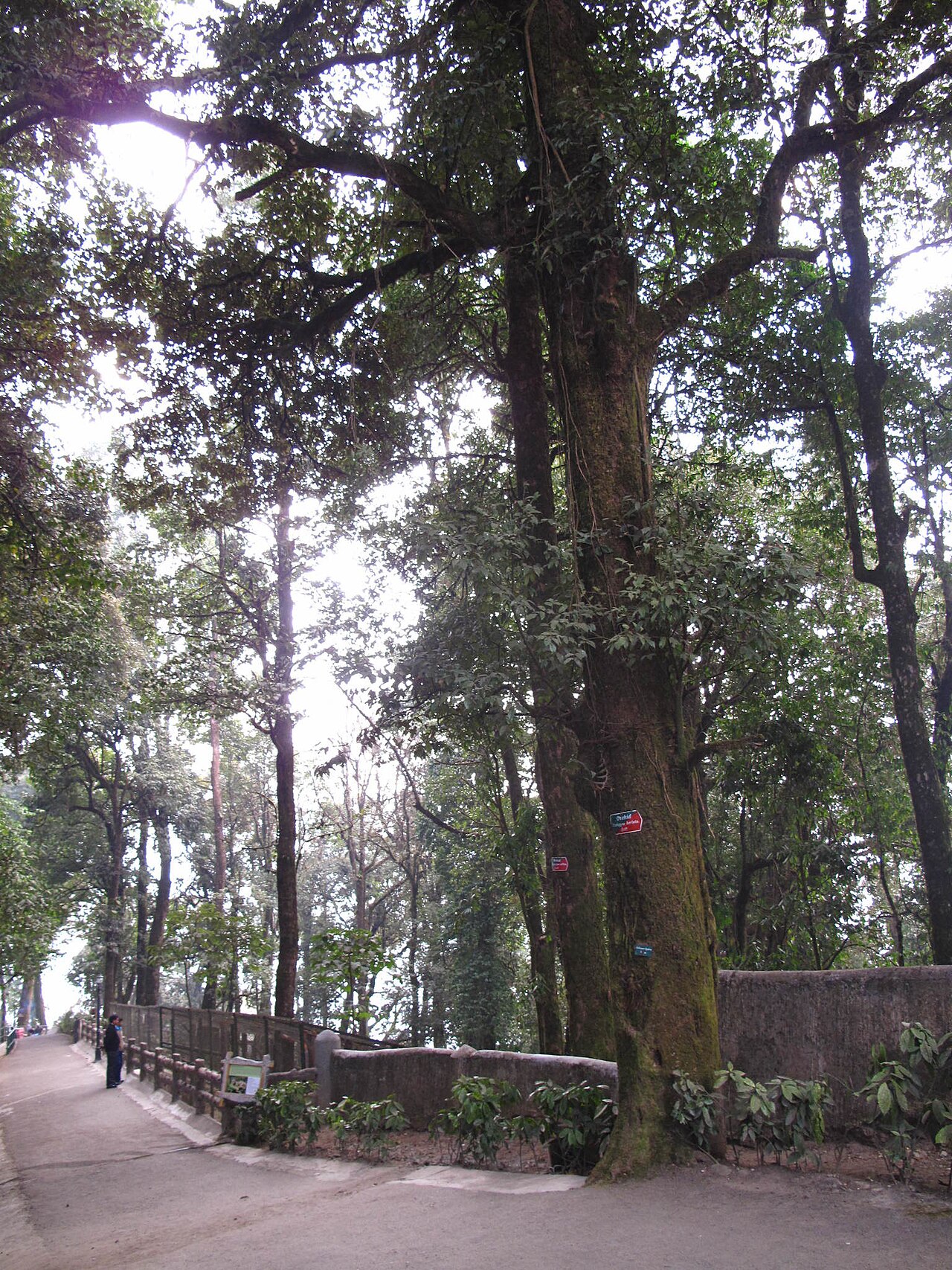 Castanopsis purpurella: Castanopsis hystrix in India