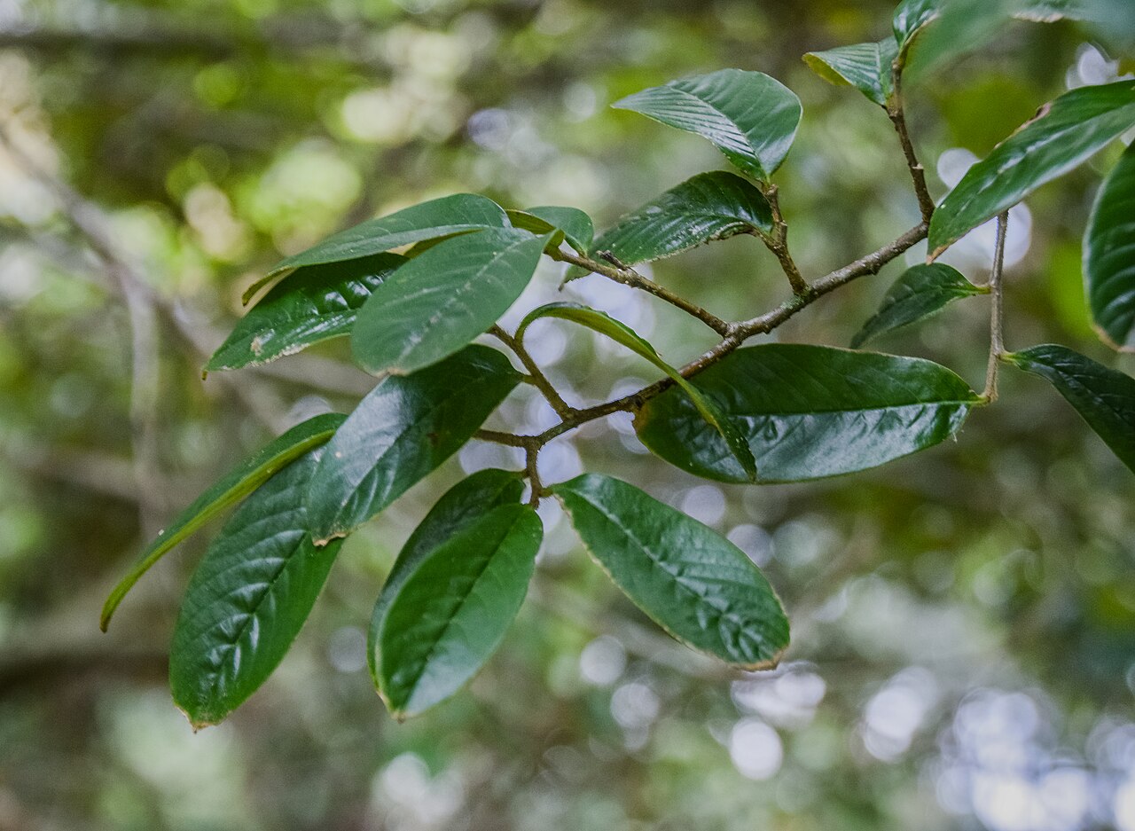 Castanopsis wattii: Castanopsis wattii in Hackfalls Arboretum, Gisborne Region, New Zealand