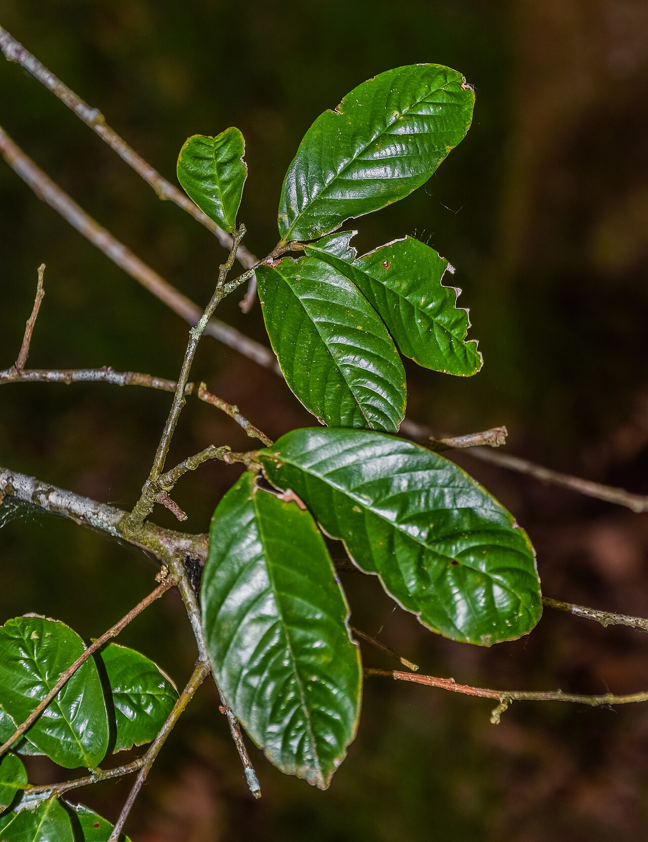 Castanopsis wattii: Castanopsis wattii in Hackfalls Arboretum, Gisborne Region, New Zealand