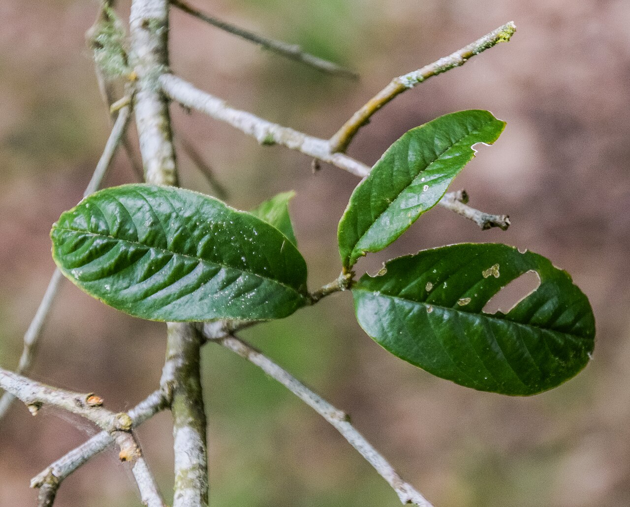 Castanopsis wattii: Castanopsis wattii in Hackfalls Arboretum, Gisborne Region, New Zealand