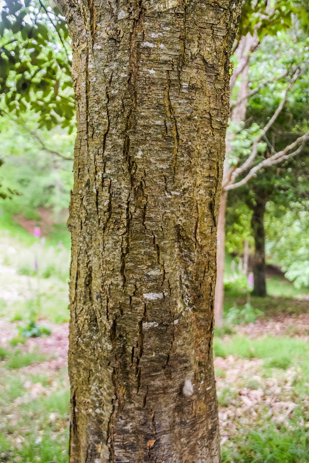 Castanopsis wattii: Castanopsis wattii in Hackfalls Arboretum, Gisborne Region, New Zealand