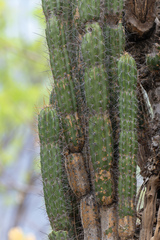 Castellanosia caineana (Castellanosia caineana)