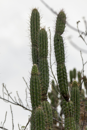 Castellanosia caineana (Castellanosia caineana)