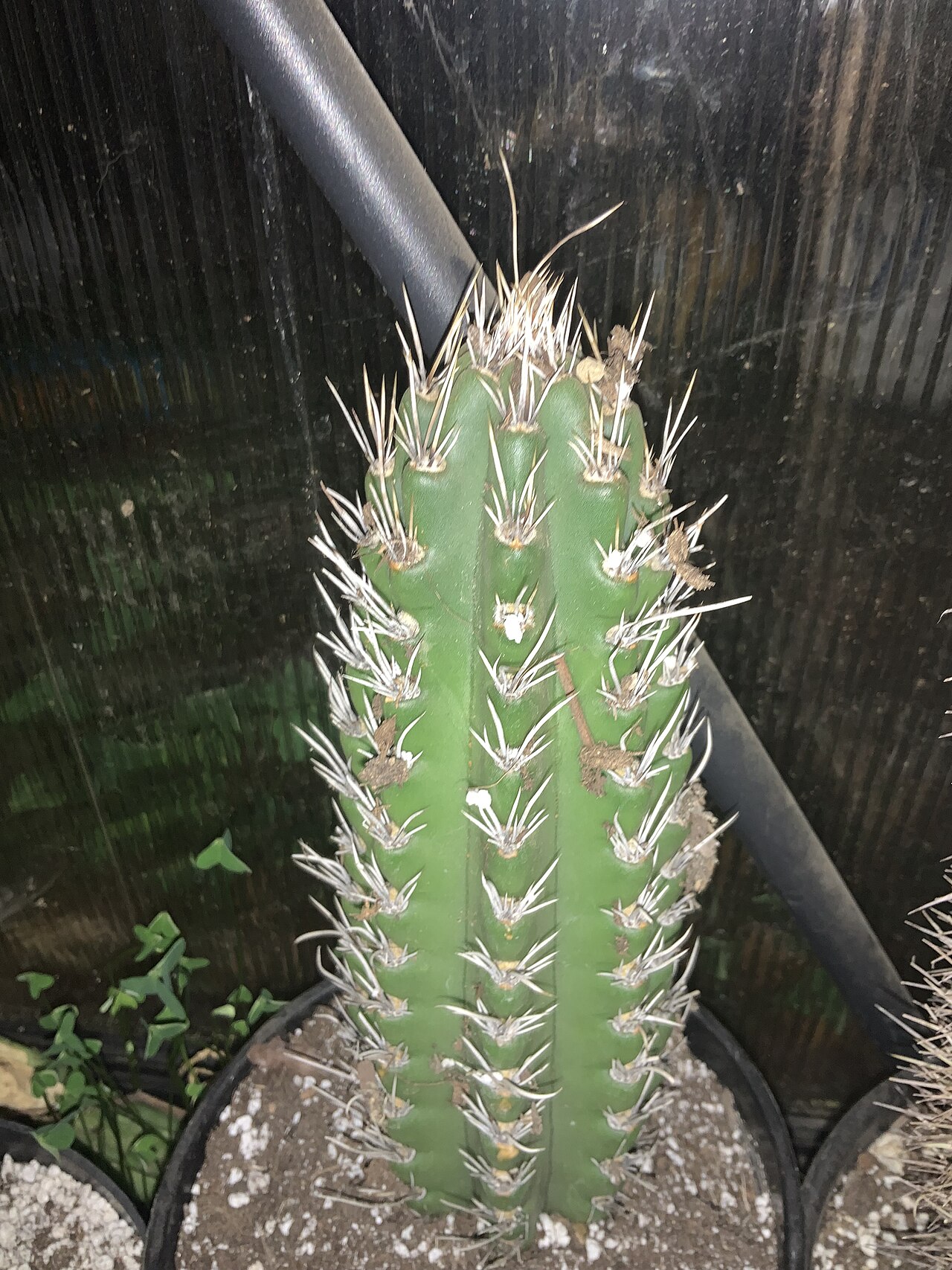 Castellanosia caineana: Castellanosia caineana in cultivation.