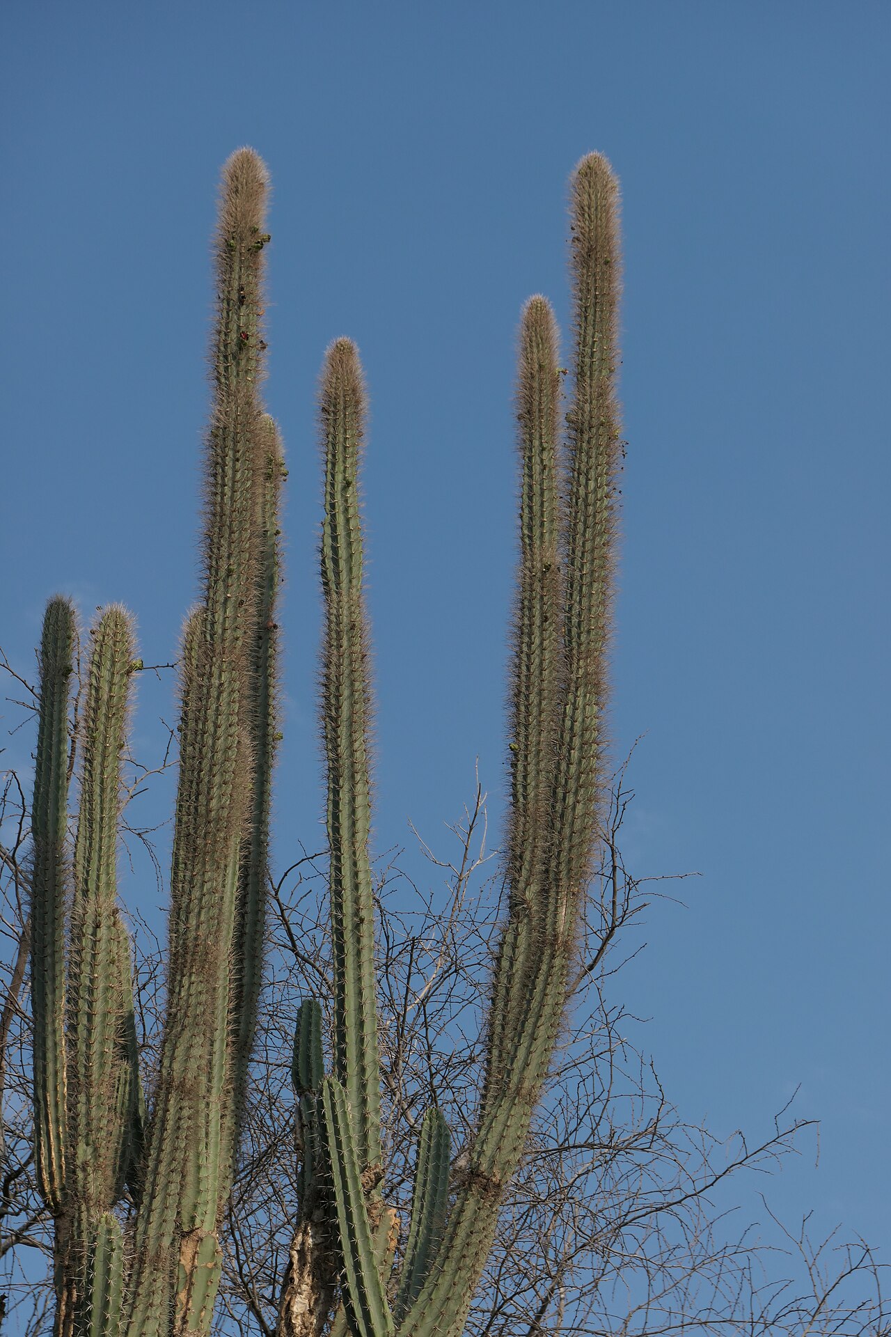 Castellanosia caineana: Castellanosia caineana im Habitat, östlich von Filadelfia, Paraguay