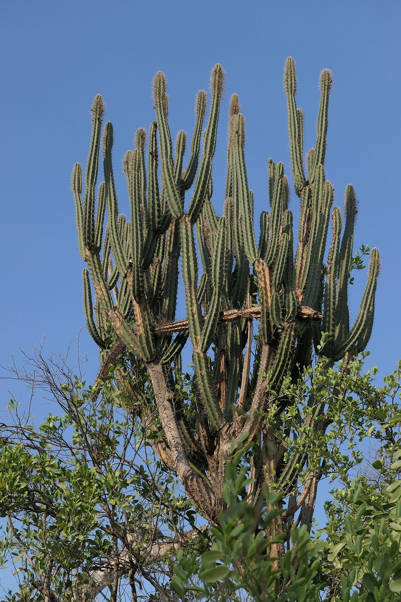 Castellanosia caineana: Castellanosia caineana im Habitat, östlich von Filadelfia, Paraguay