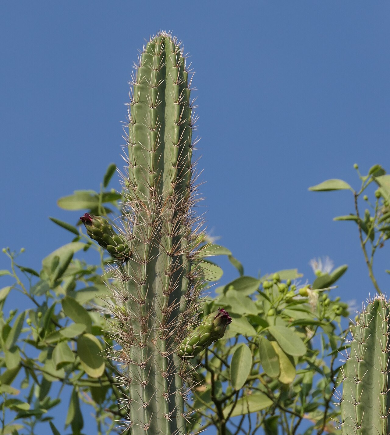 Castellanosia caineana: Castellanosia caineana im Habitat, östlich von Filadelfia, Paraguay, Triebspitzen mit Blütenknospen