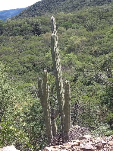 Castellanosia caineana (Castellanosia caineana)
