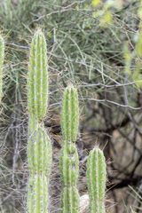 Castellanosia caineana (Castellanosia caineana)