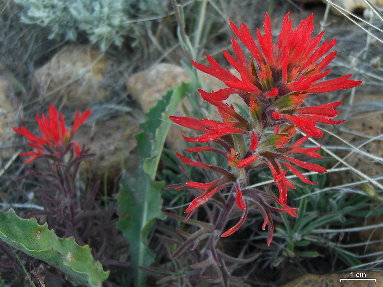 Wavyleaf Indian paintbrush: Reno, Nevada, 20140528