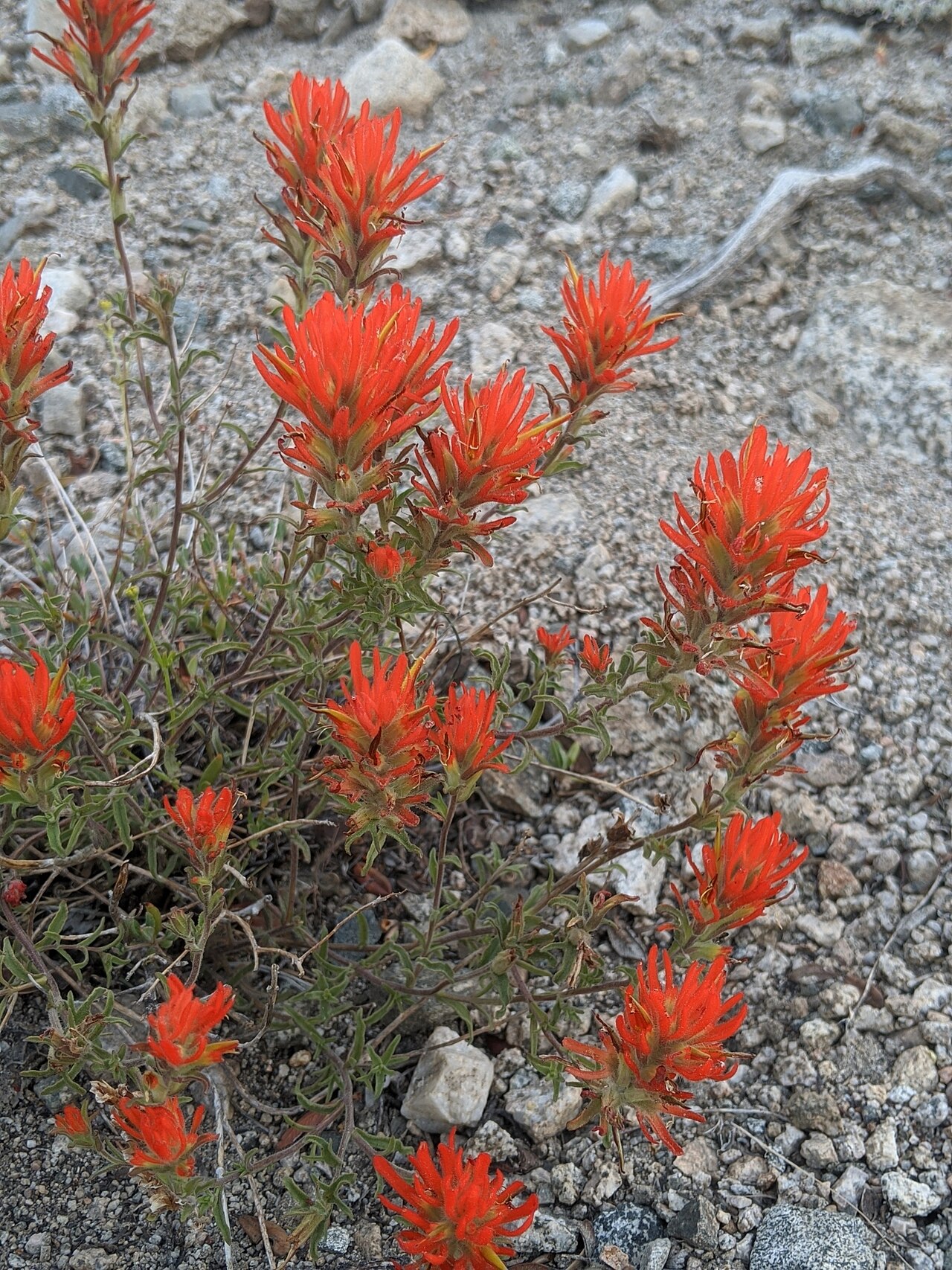 Wavyleaf Indian paintbrush: Wavyleaf Indian Paintbrush (Castilleja applegatei var. pinetorum). Subspecies of plant.