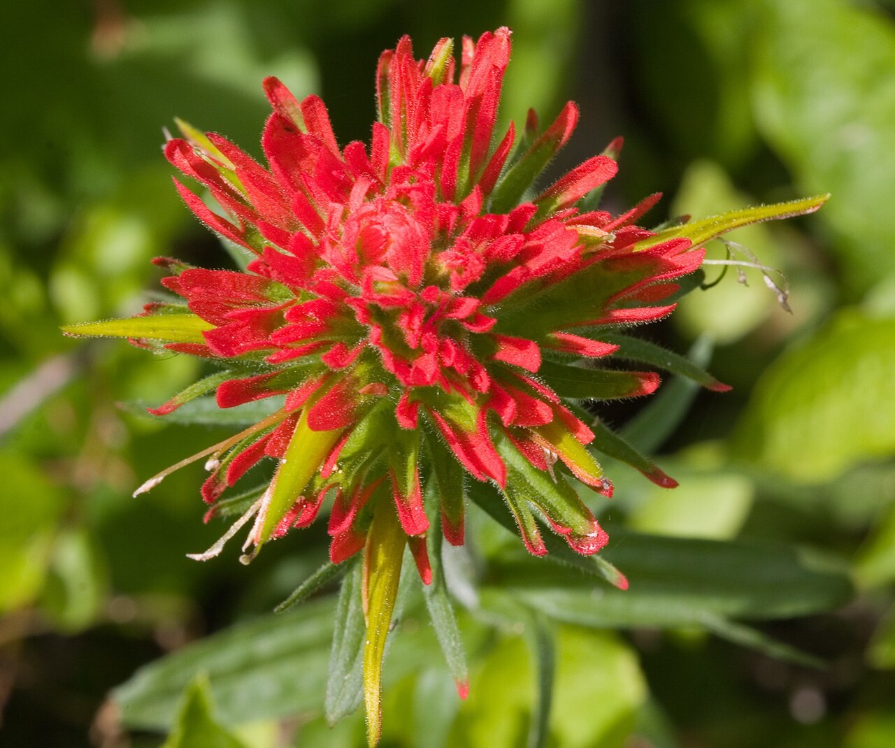 Wavyleaf Indian paintbrush: Castilleja suksdorfii , flower. Near Mount Adams , Washington, USA.