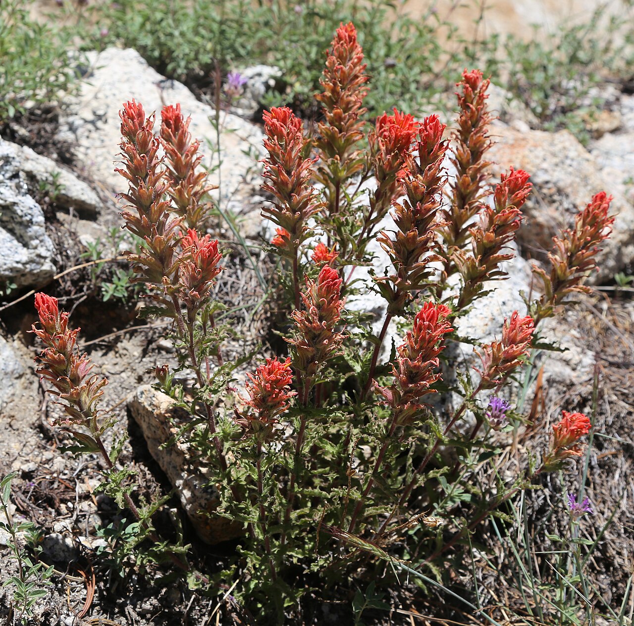 Wavyleaf Indian paintbrush: Applegate paintbrush (Castilleja applegatei), flowering plant. At 11,300 ft (3,400 m) along the trail to Mono Pass, John Muir Wilderness, Sierra Nevada USA.