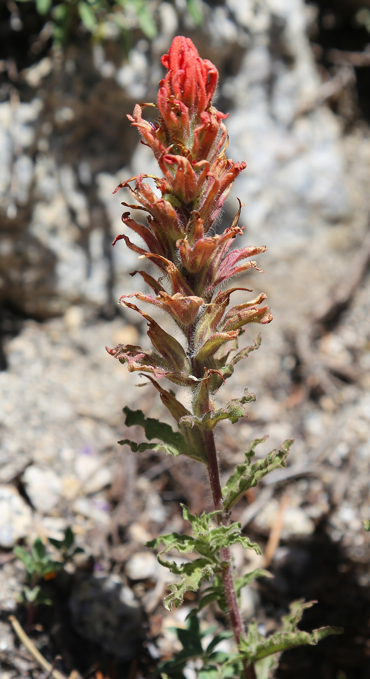 Wavyleaf Indian paintbrush: Applegate paintbrush (Castilleja applegatei), flowerhead and stalk, showing the characteristic wavy leaves. At 11,300 ft (3,400 m) along the trail to Mono Pass,