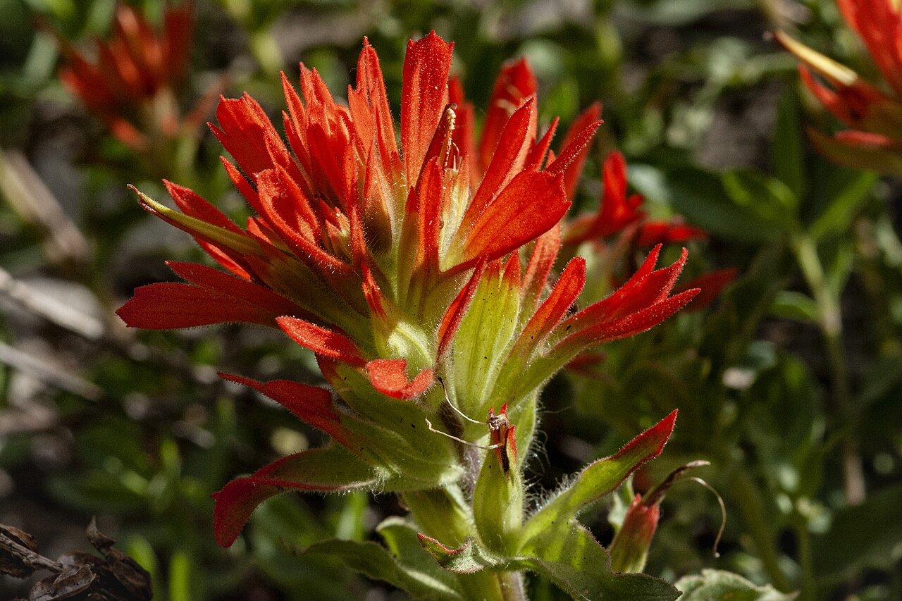 Wavyleaf Indian paintbrush: Castilleja applegatei, Catherine Pass Trail, Wasatch Mountains, 40.57 -111.60, Salt Lake County, Utah, 30 Jul 2009.
