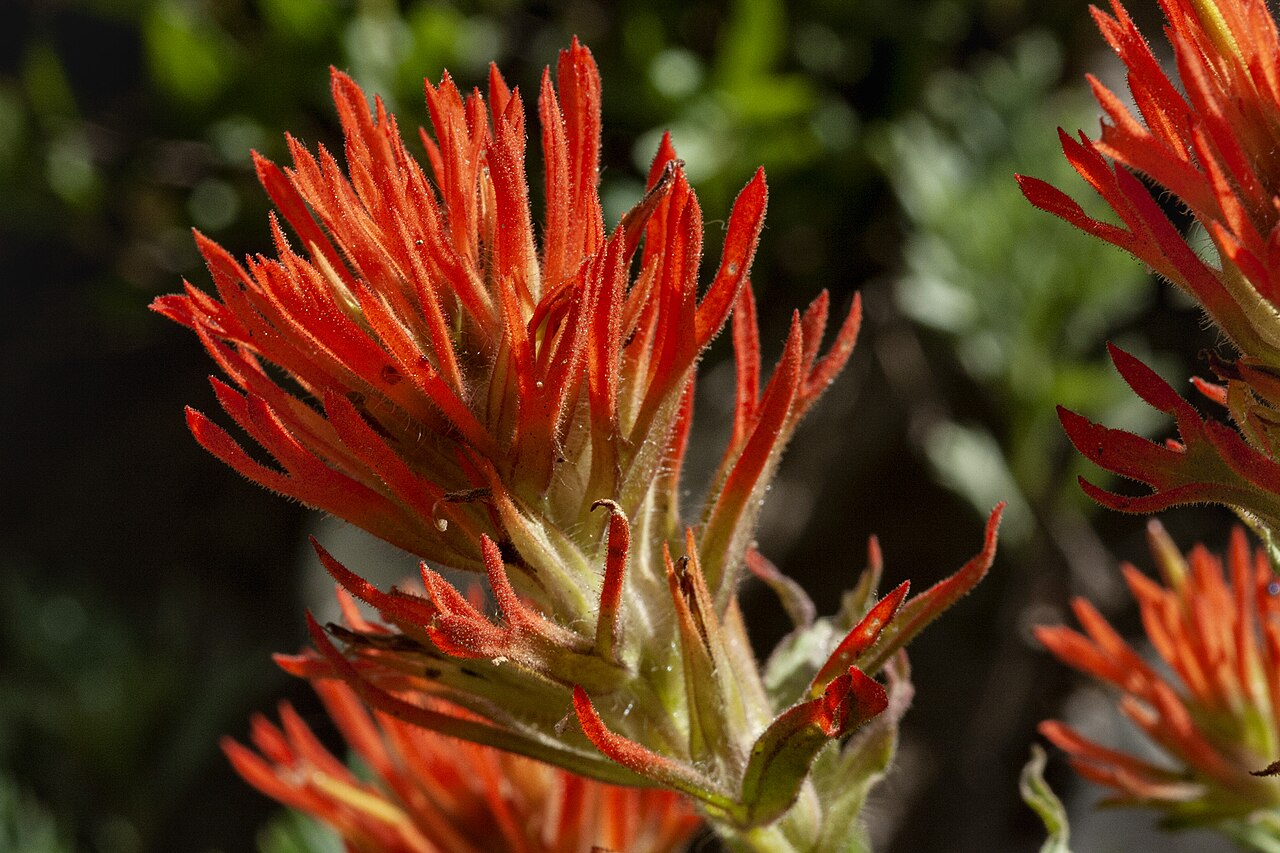 Wavyleaf Indian paintbrush: Castilleja applegatei, Catherine Pass Trail, Wasatch Mountains, 40.57 -111.60, Salt Lake County, Utah, 30 Jul 2009.