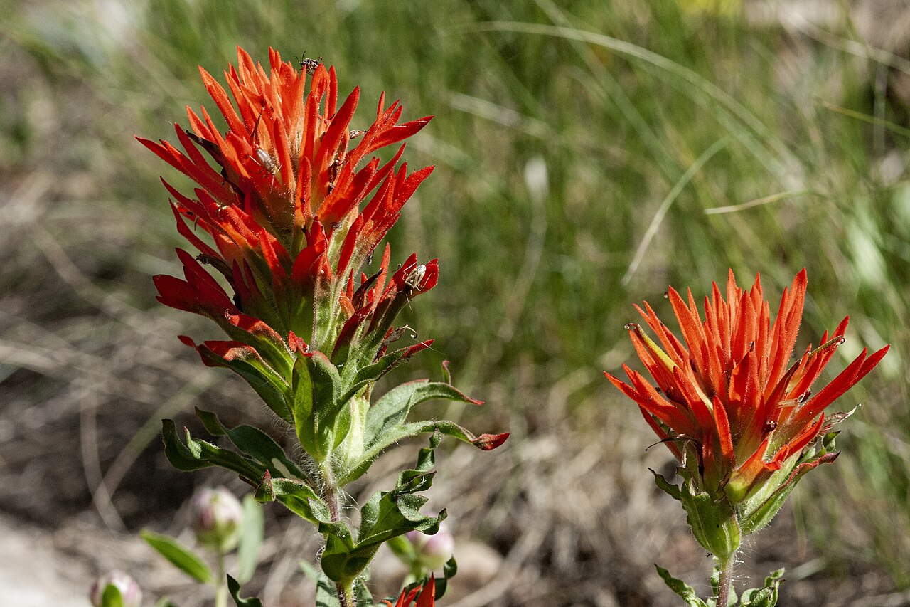 Wavyleaf Indian paintbrush: Castilleja applegatei, Catherine Pass Trail, Wasatch Mountains, 40.57 -111.60, Salt Lake County, Utah, 30 Jul 2009.