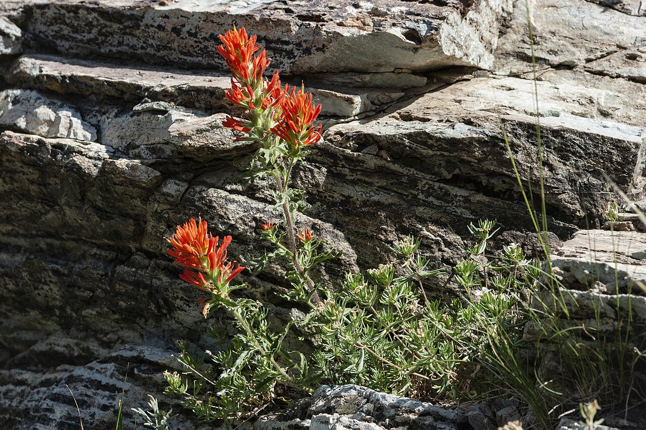 Wavyleaf Indian paintbrush: Castilleja applegatei, Catherine Pass Trail, Wasatch Mountains, 40.57 -111.60, Salt Lake County, Utah, 30 Jul 2009.