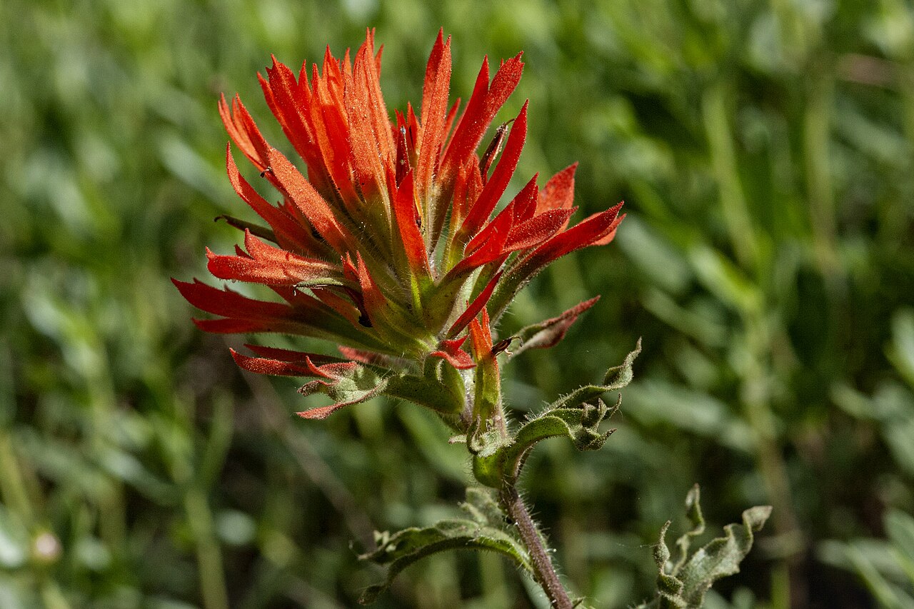 Wavyleaf Indian paintbrush: Castilleja applegatei, Catherine Pass Trail, Wasatch Mountains, 40.57 -111.60, Salt Lake County, Utah, 30 Jul 2009.