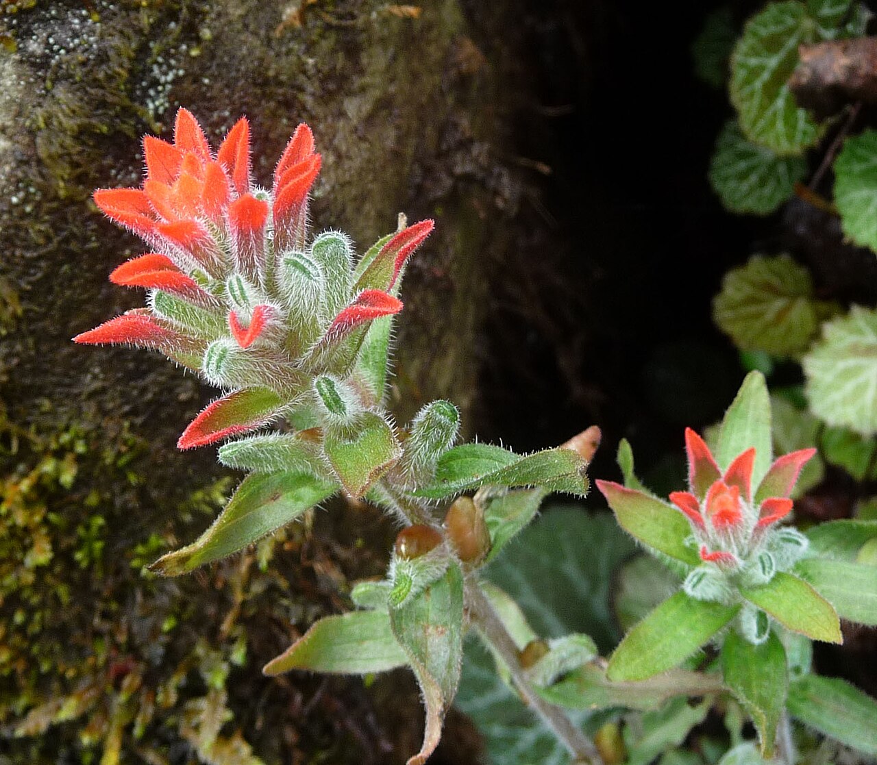 Field Indian paintbrush: Castilleja arvensis ( Orobanchaceae ) in Costa Rica.