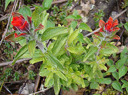Field Indian paintbrush: This species of Paintbrush is found in the highlands from Central Mexico to Bolivia. Photo from western Panama. In context at www.dixpix.ca/meso_america/Flora/m